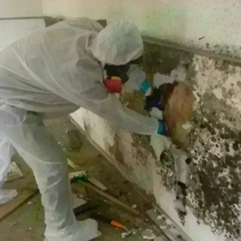 Mold Remediation and Removal in Madison, IL